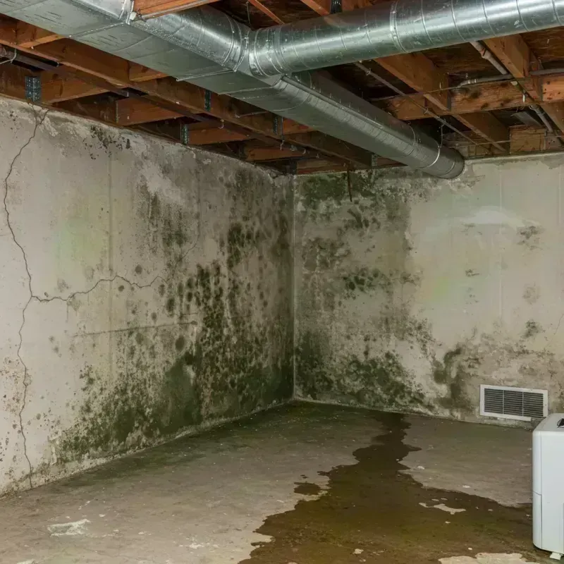 Professional Mold Removal in Montgomery County, MO